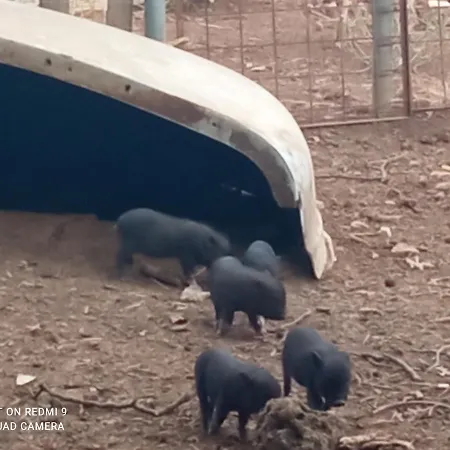 Séjour à la ferme Azienda Agrituristica La Vecchia Quercia *